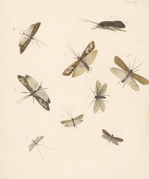 Studieblad met acht nachtvlinders by Albertus Steenbergen Oil Painting