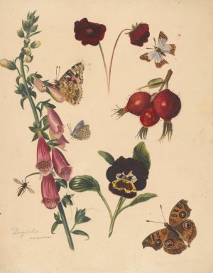 Studieblad met bloemen en vlinders by Albertus Steenbergen Oil Painting