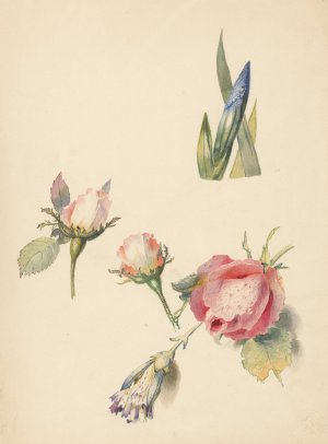 Studieblad met drie rozen en een iris by Albertus Steenbergen Oil Painting
