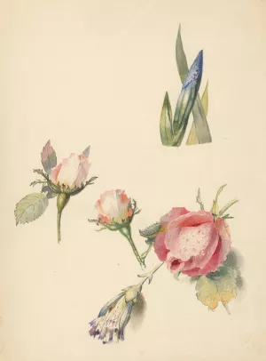 Studieblad met drie rozen en een iris by Albertus Steenbergen Oil Painting
