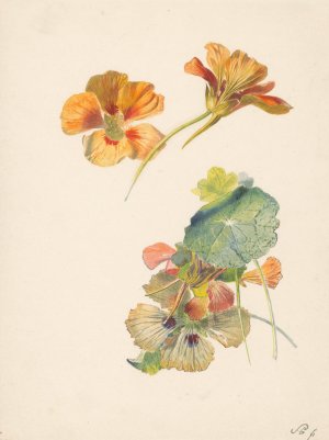 Studieblad met oost-Indische kers by Albertus Steenbergen Oil Painting