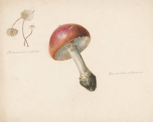 Studieblad met paddestoelen, de Amanita Rubescens en de Marasmius Rotula by Albertus Steenbergen Oil Painting
