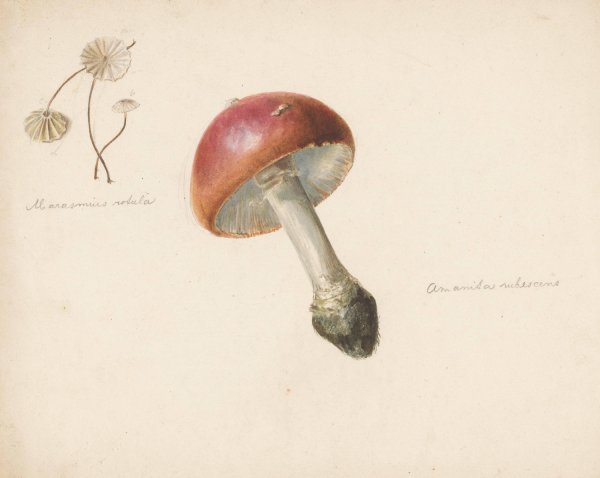 Studieblad met paddestoelen, de Amanita Rubescens en de Marasmius Rotula  by Albertus Steenbergen - Hand-Painted Oil Painting Reproduction