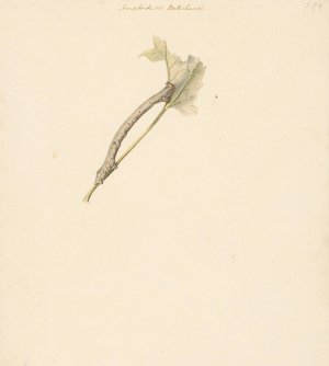 Studieblad met rups, Amphidasis Betularia by Albertus Steenbergen Oil Painting