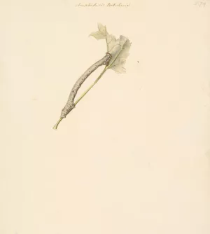 Studieblad met rups, Amphidasis Betularia by Albertus Steenbergen Oil Painting