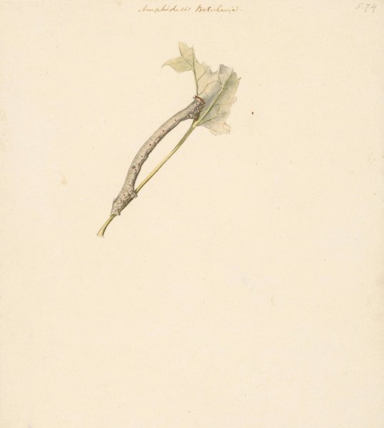 Studieblad met rups, Amphidasis Betularia  by Albertus Steenbergen - Hand-Painted Oil Painting Reproduction