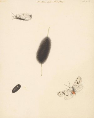 Studieblad met rups, cocon en nachtvlinder met uitgespreide vleugels van de Aretia Menthastri by Albertus Steenbergen Oil Painting