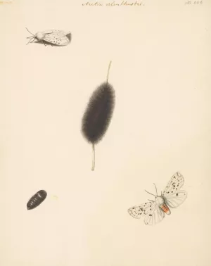 Studieblad met rups, cocon en nachtvlinder met uitgespreide vleugels van de Aretia Menthastri by Albertus Steenbergen Oil Painting