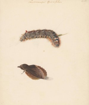 Studieblad met rups en nachtvlinders, Lasiocampa Quireifolia by Albertus Steenbergen Oil Painting