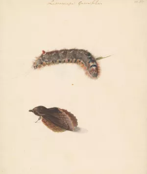 Studieblad met rups en nachtvlinders, Lasiocampa Quireifolia by Albertus Steenbergen Oil Painting