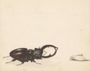 Studieblad met vliegend hert en pas uitgekomen nachtvlinder by Albertus Steenbergen Oil Painting