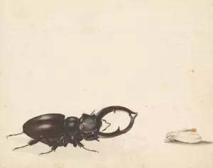 Studieblad met vliegend hert en pas uitgekomen nachtvlinder by Albertus Steenbergen Oil Painting