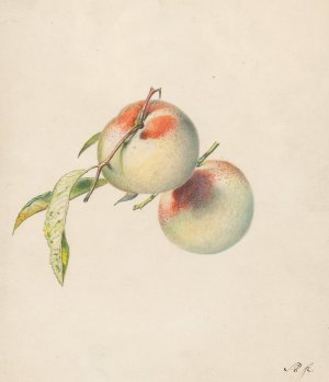 Twee perziken aan hun steeltjes by Albertus Steenbergen Oil Painting