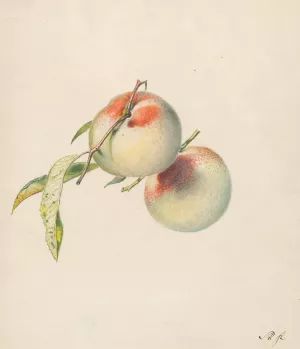 Twee perziken aan hun steeltjes by Albertus Steenbergen Oil Painting