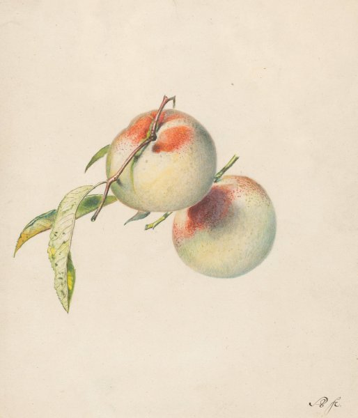 Twee perziken aan hun steeltjes  by Albertus Steenbergen - Hand-Painted Oil Painting Reproduction