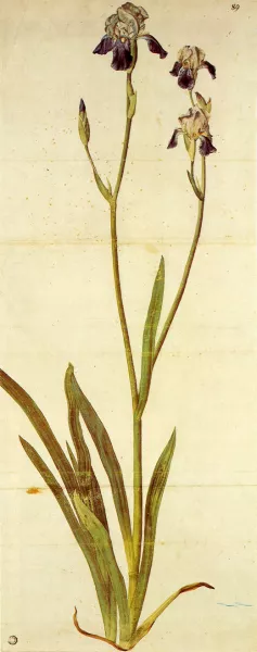 Iris painting by Albrecht Duerer