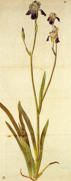 Main Product Photo of Iris Painting by Albrecht Duerer