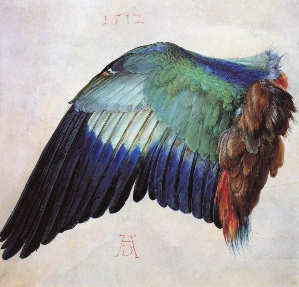 Main Product Photo of Wing of a Roller Painting by Albrecht Duerer