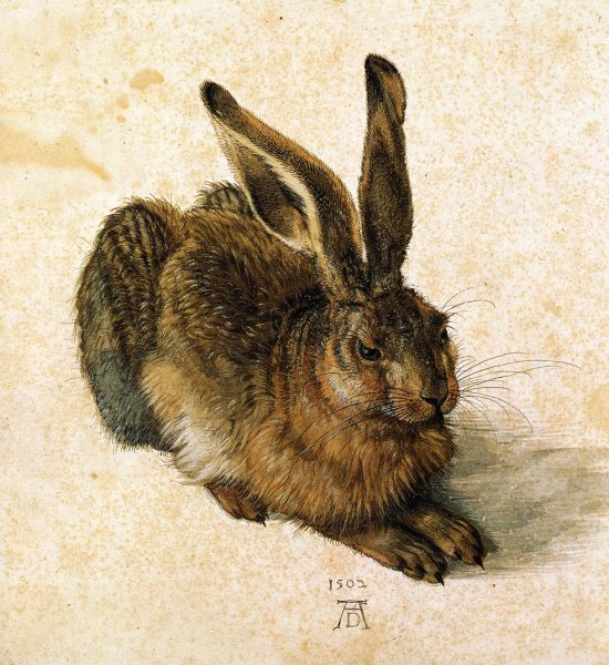 Main Product Photo of Young Hare Painting by Albrecht Duerer