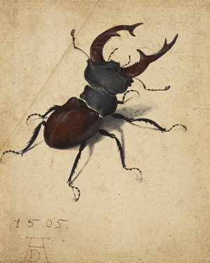 Stag Beetle by Albrecht Durer Oil Painting