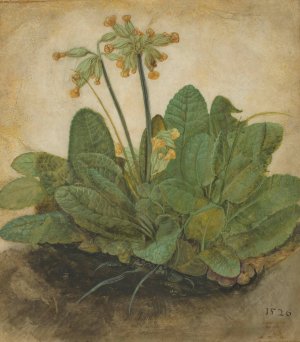 Tuft of Cowslips by Albrecht Durer Oil Painting