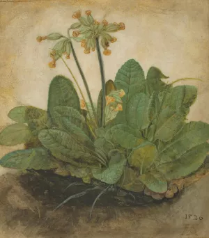 Tuft of Cowslips by Albrecht Durer Oil Painting