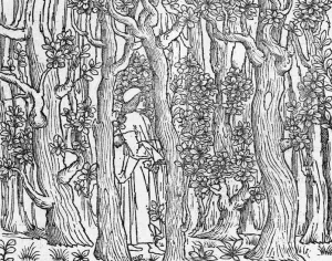 Poliphilus in a Wood painting by Aldus Manutius