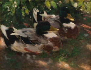 Zwei Erpel auf dem Wasser by Alexander Koester Oil Painting