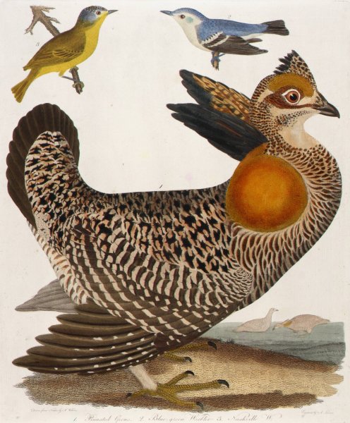 1. Pinnated Grous. 2. Blue-Green Warbler. 3. Nashville W., from the book  by Alexander Lawson - Hand-Painted Oil Painting Reproduction