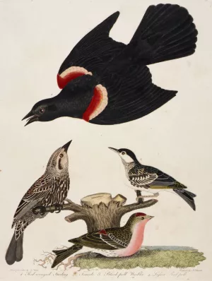 1. Red-winged Starling. 2. Female. 3. Black-poll Warbler. 4. Lesser Red-poll Oil painting by Alexander Lawson
