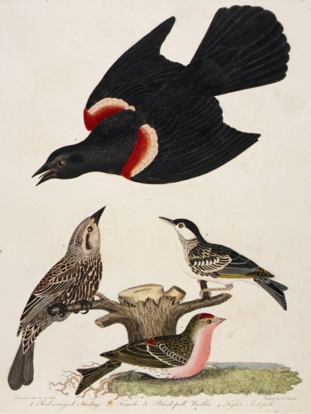 1. Red-winged Starling. 2. Female. 3. Black-poll Warbler. 4. Lesser Red-poll  by Alexander Lawson - Hand-Painted Oil Painting Reproduction