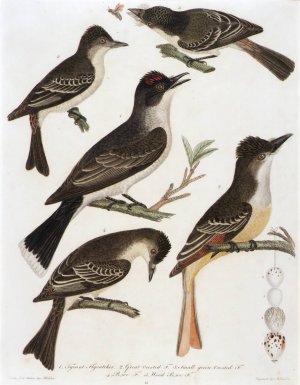 1. Tyrant Flycatcher. 2. Great Crested F. 3. Small Green Crested F. 4. Pe-We F. 5. Wood Pe-We F. by Alexander Lawson Oil Painting