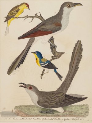 Carolina Cuckoo, Black-billed Cuckoo, Blue Yellow-backed Warbler, and Yellow Red-poll Warbler by Alexander Lawson Oil Painting