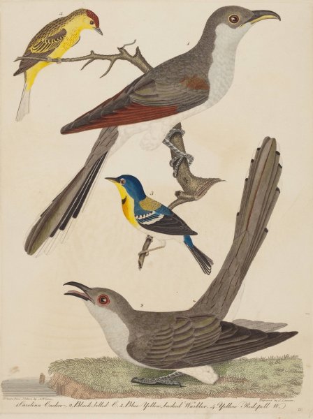 Carolina Cuckoo, Black-billed Cuckoo, Blue Yellow-backed Warbler, and Yellow Red-poll Warbler  by Alexander Lawson - Hand-Painted Oil Painting Reproduction