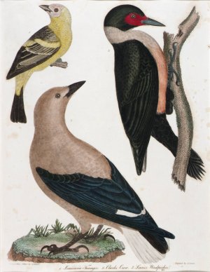 Louisiana Tanager, Clark's Crow, Lewis'Woodpecker by Alexander Lawson Oil Painting