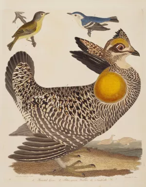 Pinnated Grous, Blue-green Warbler, and Nashville Warbler Oil painting by Alexander Lawson