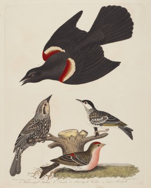Red-winged Starling, Female Red-winged Starling, Black-poll Warbler, and Lesser Red-poll by Alexander Lawson Oil Painting
