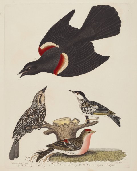 Red-winged Starling, Female Red-winged Starling, Black-poll Warbler, and Lesser Red-poll  by Alexander Lawson - Hand-Painted Oil Painting Reproduction