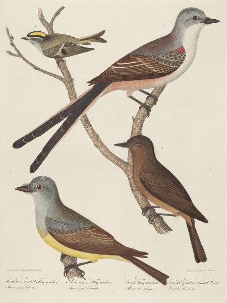 Swallow-tailed Flycatcher, Arkansas Flycatcher, Say's Flycatcher, and Female Golden-crested Wren by Alexander Lawson - Hand-Painted Oil Painting Reproduction