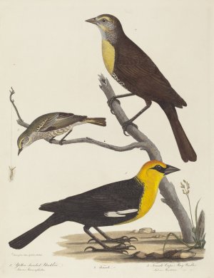 Yellow-headed Blackbird, Female Blackbird, and Female Cape May Warbler by Alexander Lawson Oil Painting