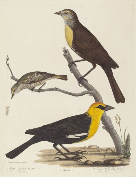 Yellow-headed Blackbird, Female Blackbird, and Female Cape May Warbler by Alexander Lawson - Hand-Painted Oil Painting Reproduction