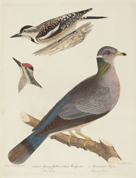 Young Yellow-bellied Woodpeckers and Band-tailed Pigeon by Alexander Lawson - Hand-Painted Oil Painting Reproduction
