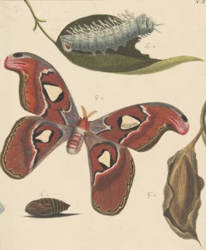 Studies van een rups, een vlinder en een pop by Alexander Ver Huell Oil Painting