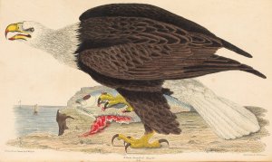 White-headed Eagle by Alexander Wilson Oil Painting