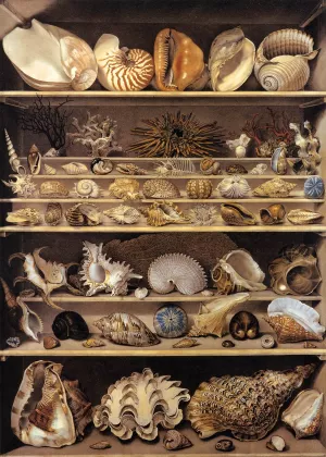 Selection of Shells Arranged on Shelves by Alexandre-Isidore Leroy De Barde Oil Painting
