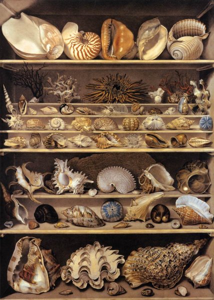 Selection of Shells Arranged on Shelves