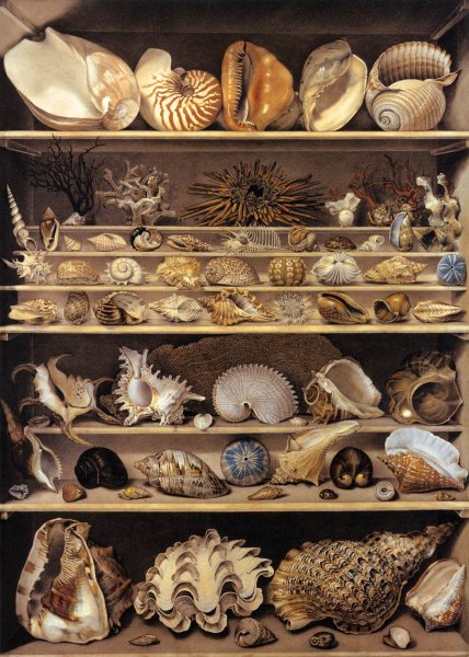 Main Product Photo of Selection of Shells Arranged on Shelves Painting by Alexandre-Isidore Leroy De Barde