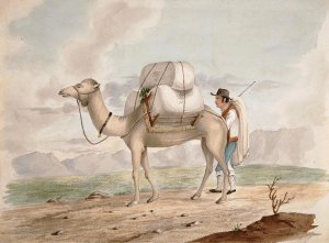 Loaded Camel by Alfred Diston Oil Painting