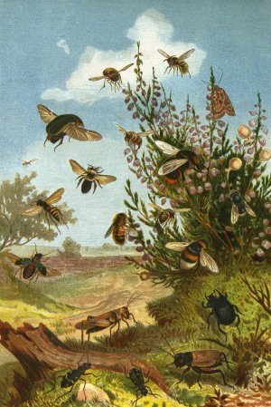 Die Insekten, Tausendfussler und Spinnen 01 by Alfred Edmund Brehm Oil Painting