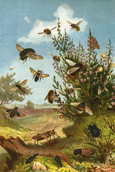 Die Insekten, Tausendfussler und Spinnen 01  by Alfred Edmund Brehm - Hand-Painted Oil Painting Reproduction